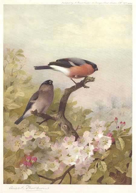 Archibald Thorburn Cock and Hen Bullfinches